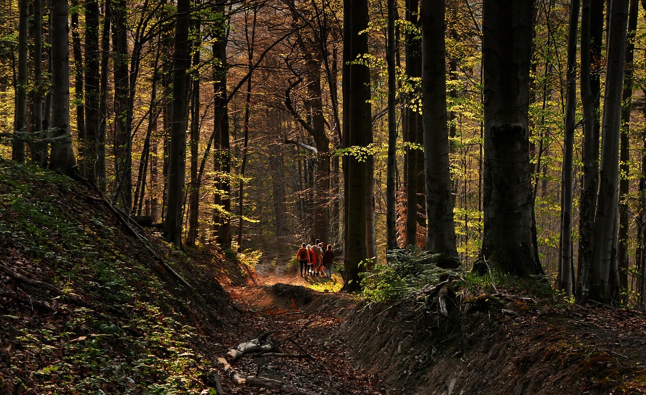 Sentiero nel bosco al tramonto, escursione in Carnia